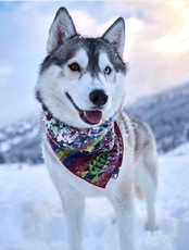 Катания на собачьих упряжках "Покорители Аляски"